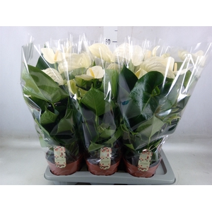 Anthurium andr. 'Alpine'