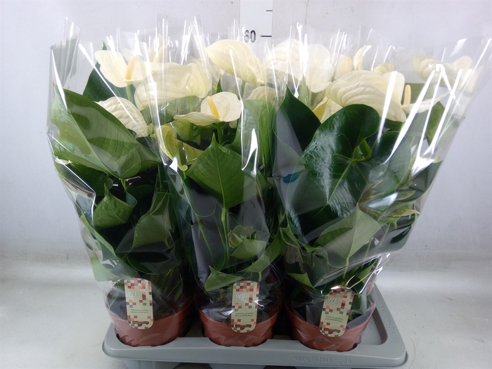 <h4>Anthurium andr. 'Alpine'</h4>