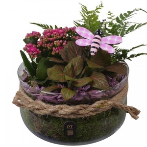 PTIG2627 Arrangement Indoor in glas schaal