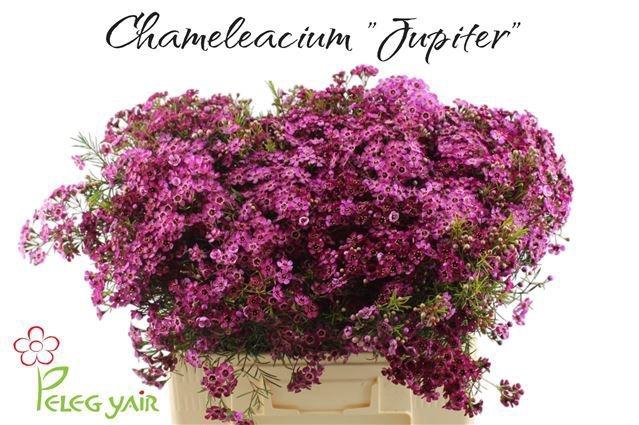 <h4>CHAME UN JUPITER</h4>