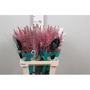 Astil C Vision Pink