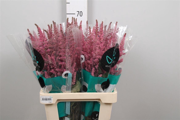 <h4>Astil C Vision Pink</h4>