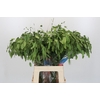 Chasmanthium latifolium 'Mantis'