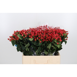 Hyp Coco Rio Rood