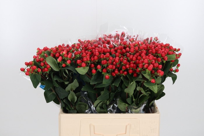 <h4>Hyp Coco Rio Rood</h4>