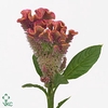 Celosia Cristata Fuxia
