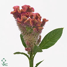 Celosia Cristata Fuxia