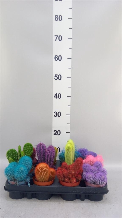<h4>Cactus   ...</h4>