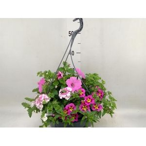 Perkplanten   ...mix /pot [Bedding]