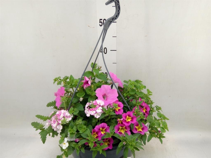 <h4>Perkplanten   ...mix /pot [Bedding]</h4>