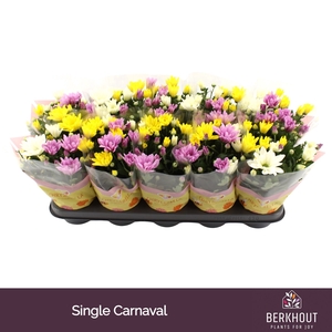 Chrysanthemum   ..mix/pot