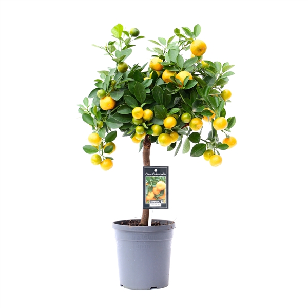 <h4>Citrus Calamondin</h4>