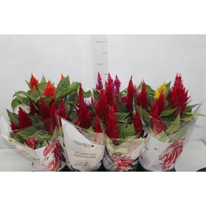 CELOSIA P14 VARIADO