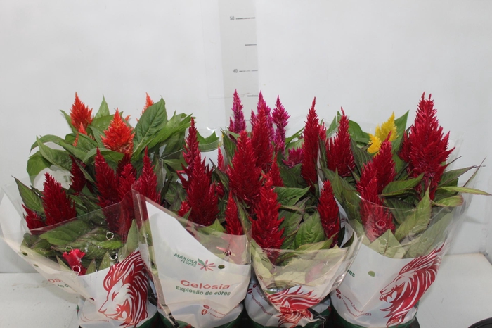 <h4>CELOSIA P14 VARIADO</h4>