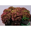 Hydrangea 'Royal Highness' 21cm