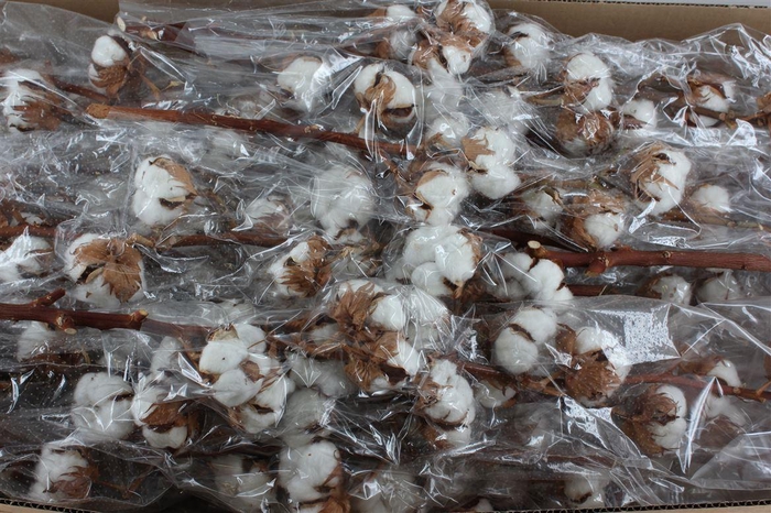 <h4>Gos Hirsutum Wit</h4>