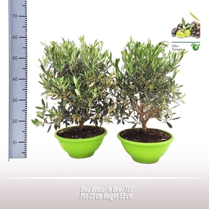 Olea bonsai in schaal Ton sur Ton