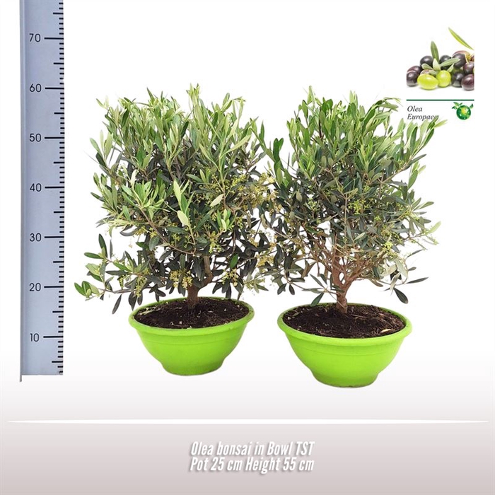 <h4>Olea bonsai in schaal Ton sur Ton</h4>