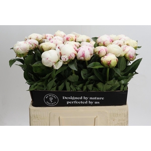 Paeonia Mary E. Nicholls