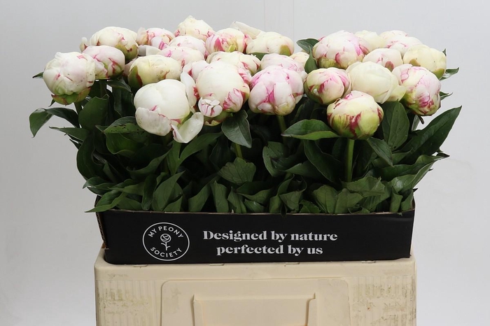 <h4>Paeonia Mary E. Nicholls</h4>