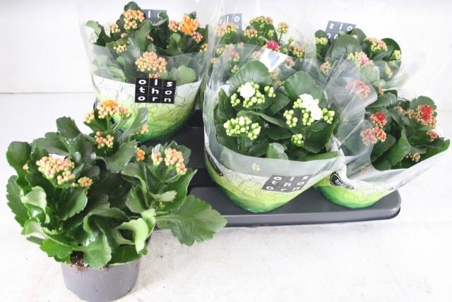 <h4>KAL GE GEM 5 KL</h4>