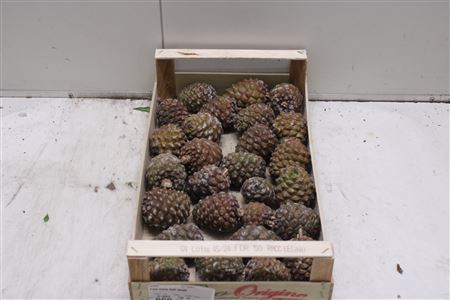 <h4>F-pine Cone Ball Small</h4>