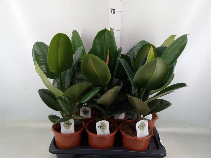 <h4>Ficus elastica 'Robusta'</h4>