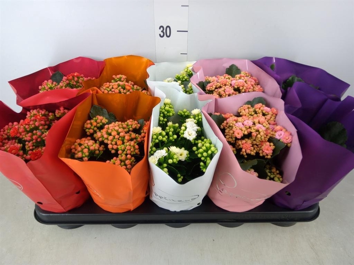 <h4>Kalanchoe blos.   ..rosebud rs fl 5</h4>