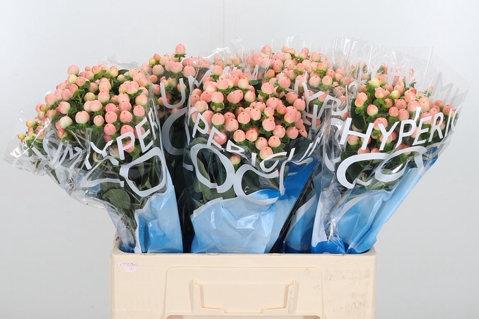 <h4>Hyp Coco Tiamo</h4>