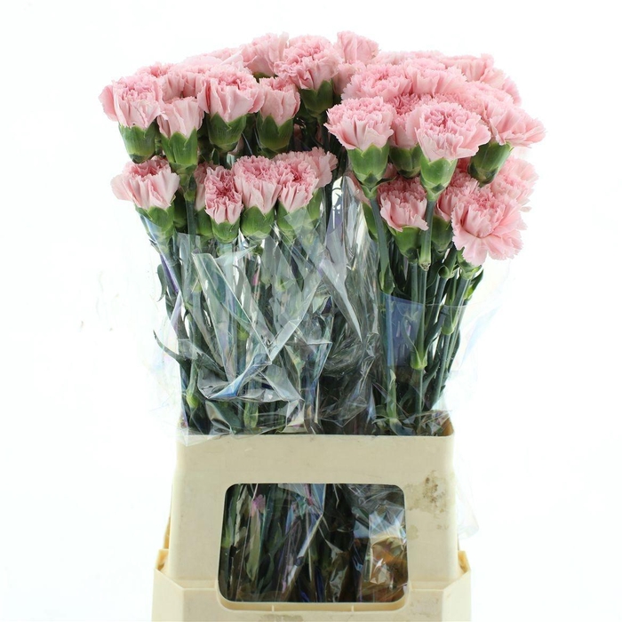 <h4>DI ST DONCEL</h4>