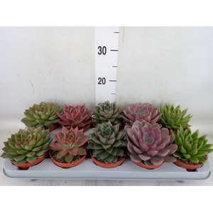 Echeveria   ...mix