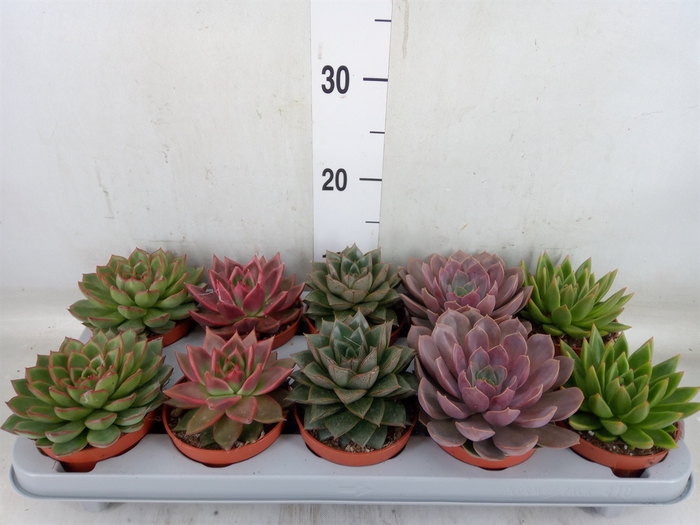 <h4>Echeveria   ...mix</h4>