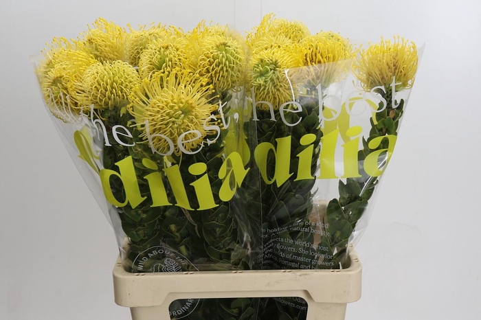 <h4>Nutans High Gold</h4>