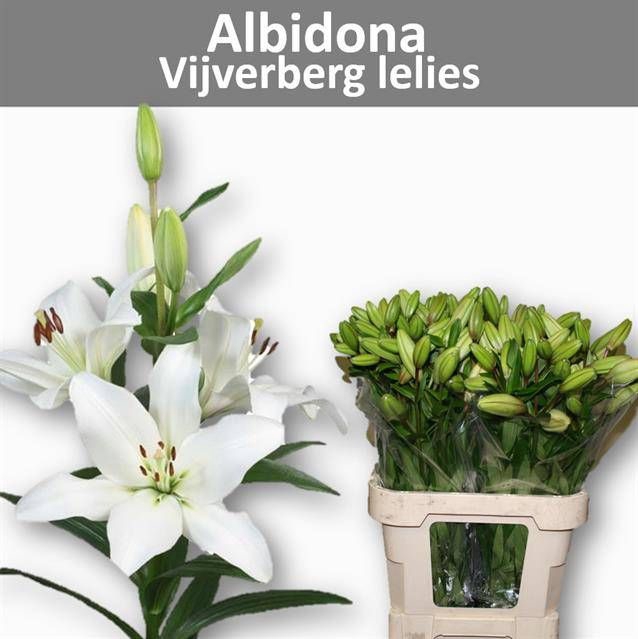 <h4>LI LA ALBIDONA</h4>