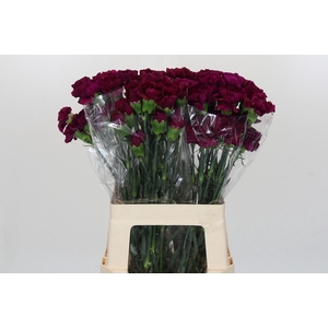Dianthus St Yukari Violet
