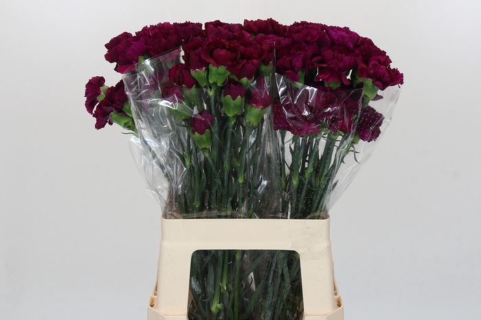 <h4>Dianthus St Yukari Violet</h4>