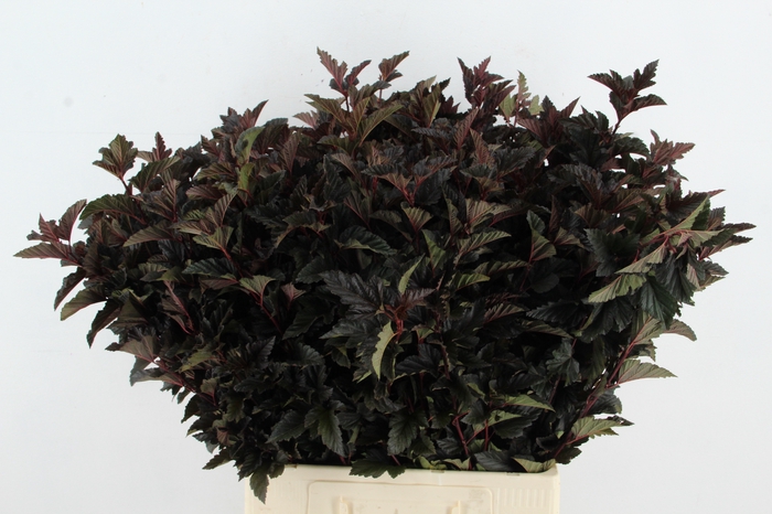 <h4>PHYSOCARPUSBLAD D. ROOD</h4>
