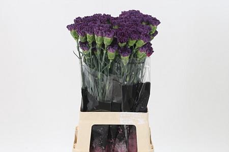 <h4>Di St Extasis</h4>