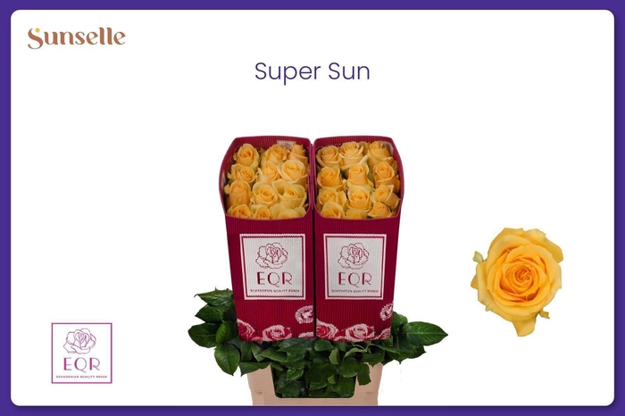 <h4>R GR SUPER SUN</h4>