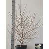 Magnolia Stellata 28 H130