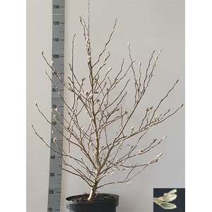 Magnolia Stellata 28 H130