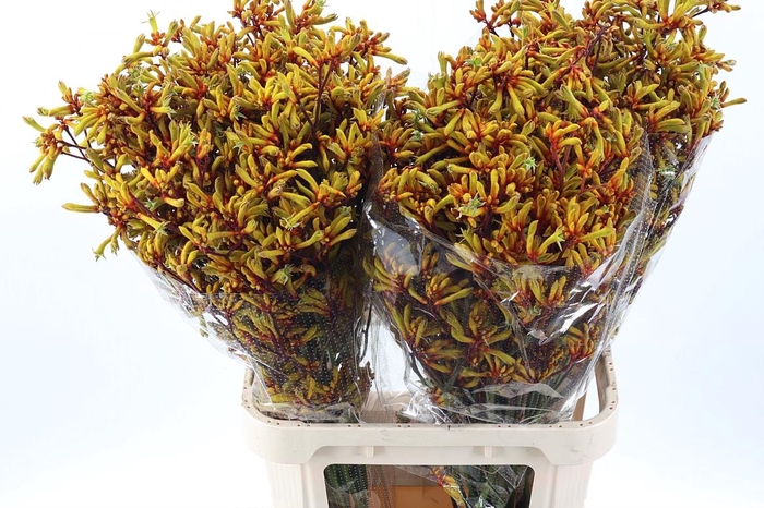 <h4>Anigoz Gold Fever</h4>