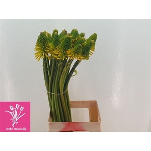 Kniphofia Mag Hap Halloween