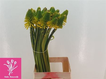 <h4>Kniphofia Mag Hap Halloween</h4>
