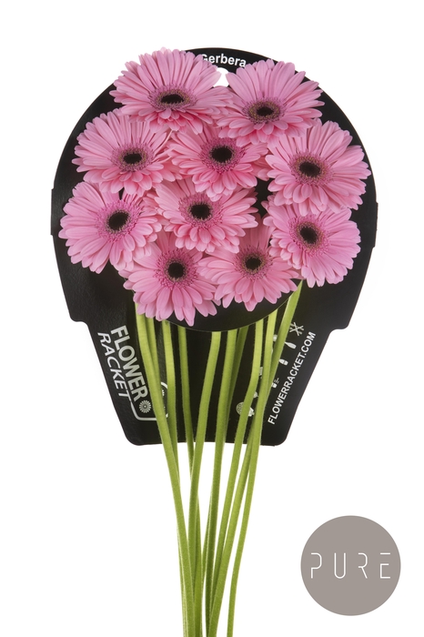 <h4>Germini Talent Flowerracket</h4>