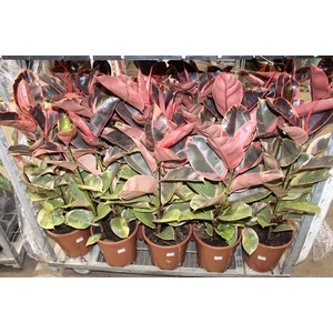 FICUS ELASTICA RUBY P24
