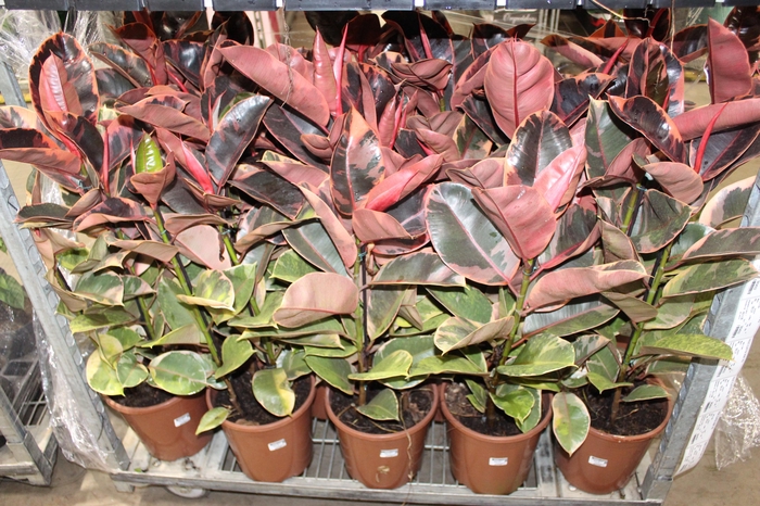 <h4>FICUS ELASTICA RUBY P24</h4>