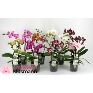 PHAL GEM