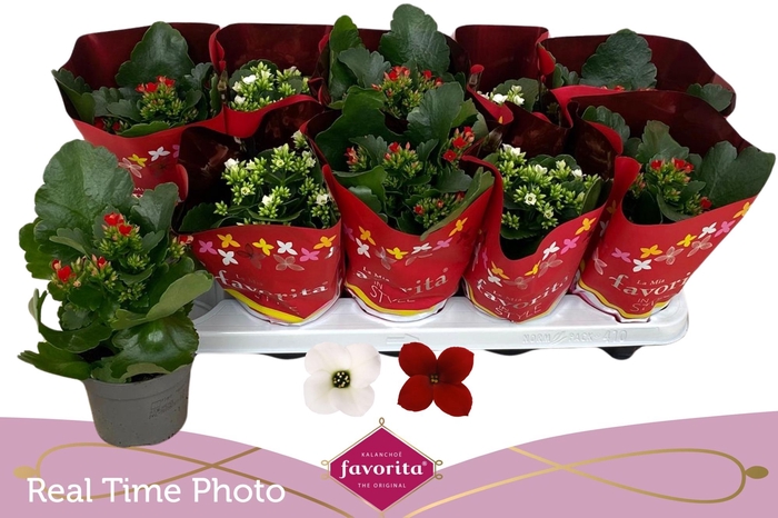 <h4>KAL EN GEM 2 KL</h4>