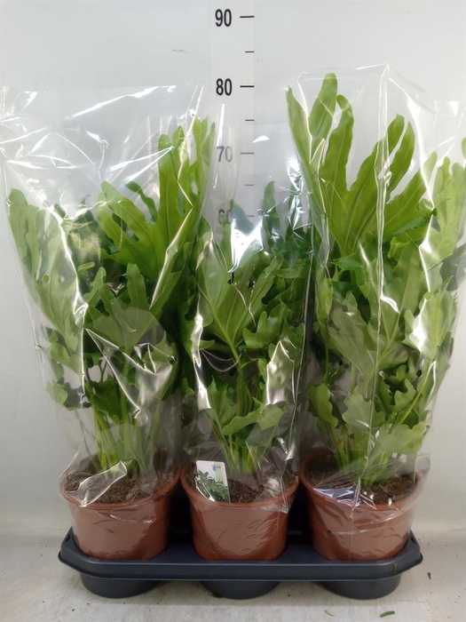 <h4>Philodendron ...</h4>